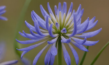 Close up of a blue flower (Agapanthus annuus)