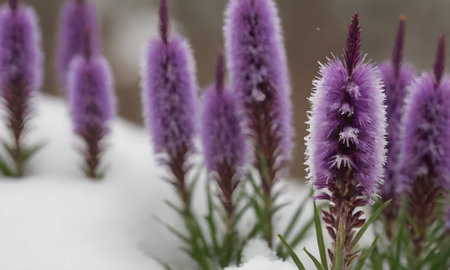 purple flowers in the snow, selective focus, shallow depth of fieldの写真素材