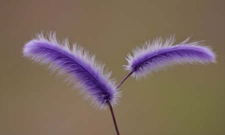 Purple feather on a background of green grass. Close-upの写真素材