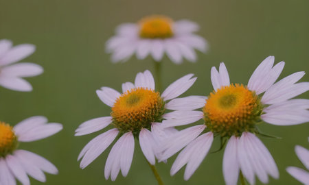 Chamomile flowers on a green background. Shallow depth of field.の写真素材