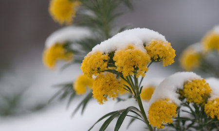 Close-up of yellow flowers covered with snow in the winter.の写真素材