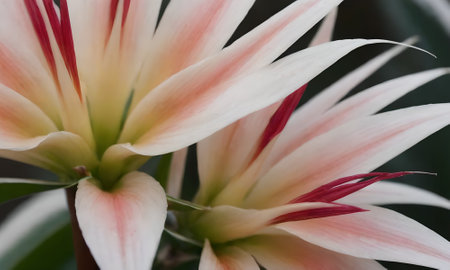 Close up of pink and white Heliconia flower in the gardenの写真素材