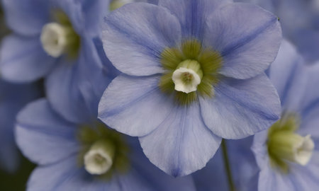 Close-up of blue flower petals. Floral background.の写真素材