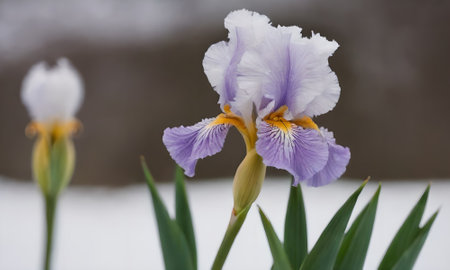 purple iris flower in the snow close-up macro photographyの写真素材