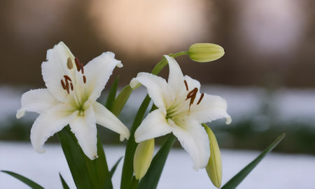 White lily flowers in the garden on a sunny day.の写真素材