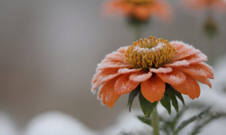 Beautiful orange chrysanthemum flower in the snow.の写真素材
