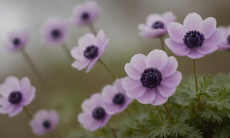 purple anemone flowers on a blurred background of green grassの写真素材
