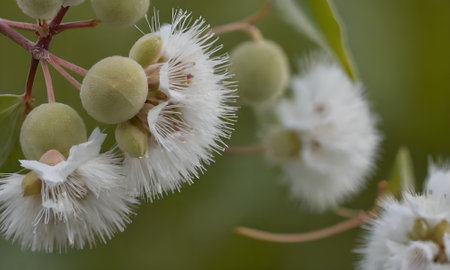 Eucalyptus tree flowers with white petals and green leavesの写真素材