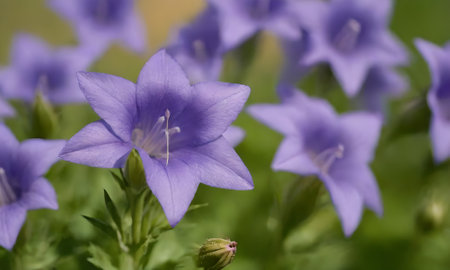 Campanula grandiflora (bellflower) in bloomの写真素材