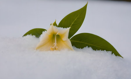 White lily flower in the snow on a background of green leavesの写真素材