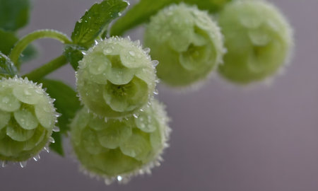 Close-up of green hellebore buds with water drops