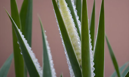 Water drops on the green leaves of a cactus, close-upの写真素材