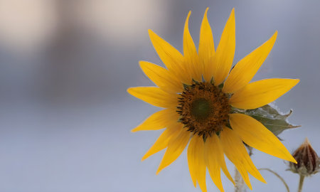 Sunflower on a blue sky background. Sunflower blooming.の写真素材