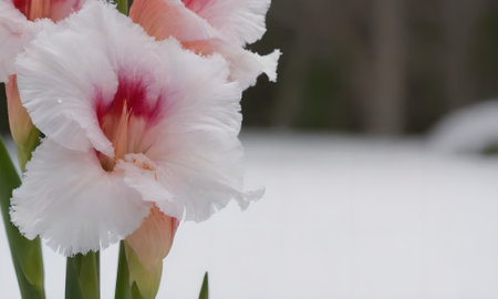Beautiful gladiolus flower in a garden. Soft focus.の写真素材