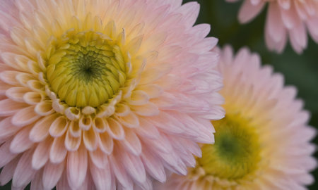 Close up of pink and yellow chrysanthemum flower.の写真素材