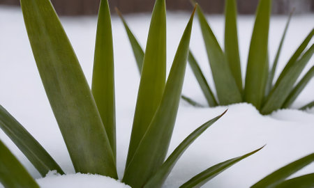 green leaves of yucca in the snow, close-upの写真素材