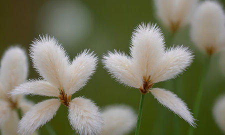 white fluffy grass on a background of green grass. close-upの写真素材