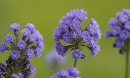 purple flowers on a green background, macro photo with shallow depth of field