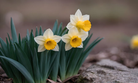 Narcissus is a genus of flowering plants.の写真素材