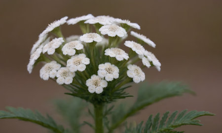 Achillea millefolium, medicinal plant with white flowersの写真素材