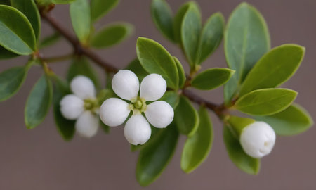 Close up of a small white flowers on a branch of a bushの写真素材