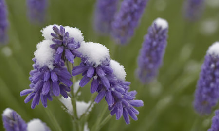 Lavender flowers in the snow, close-up, macroの写真素材