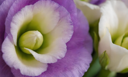 Bouquet of eustoma flowers, close-up.の写真素材