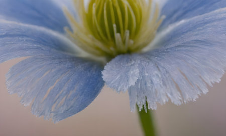 Close up of a blue flower with water droplets on petals