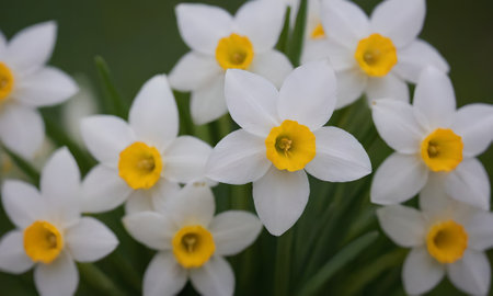 Narcissus (narcissus) flowers in springの写真素材