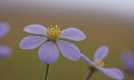 Anemone nemorosa flower on the meadow in spring