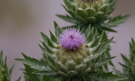 Thistle flower with water droplets on petals and green leaves