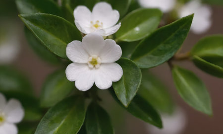 Close up of a white flower with green leaves in the background.