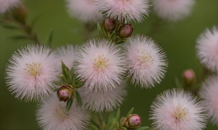 Flowers on a green background, close-up, macro photographyの写真素材