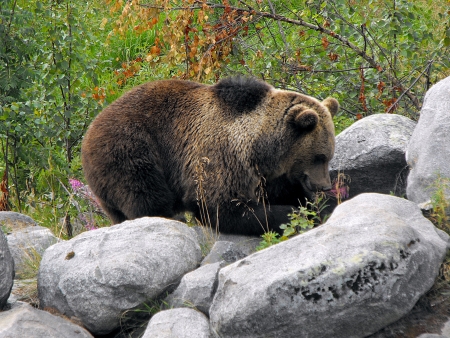 fenmale brown bear digging for foodの写真素材