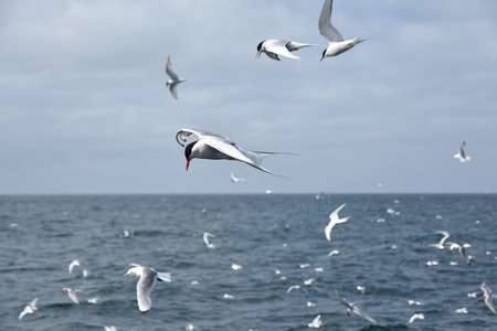 arctic tern, birds, flying near the coast of Reykjavik, Iceland.