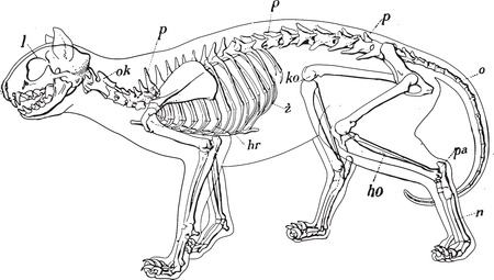 cat - skeleton, hand drawingのイラスト素材