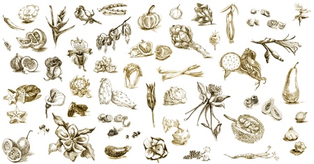 harvest, fruits and vegetable - hand drawingの写真素材