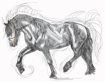 Horse のイラスト素材