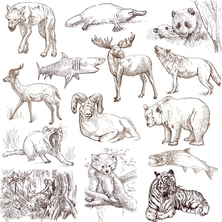 Animals around the world  collection no 2, white   - Collection of an hand drawn illustrationsの写真素材