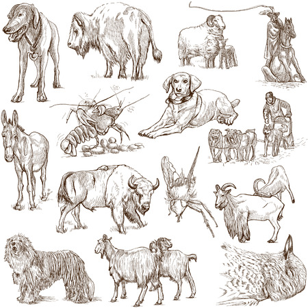 Animals around the world  collection no 5, white   - Collection of an hand drawn illustrations on whiteの素材 [FY31027516815]