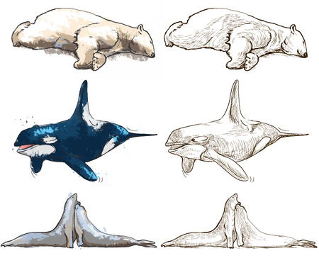 Colection of polar animals - child's coloring book. Vector illustrations are editable in layers and groups.のイラスト素材