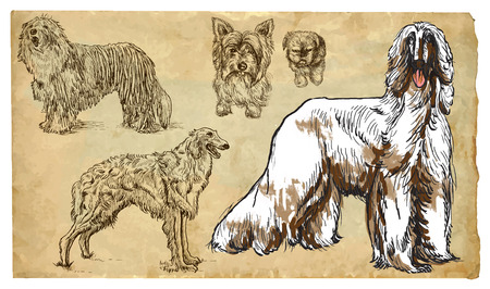 DOGS (as a national treasure). Collection of an hand drawn illustrations (originals, no tracing). Drawings are editable in layers and groups. The color layers are separated.のイラスト素材