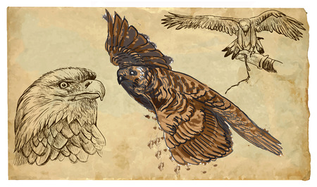 BIRDS OF PREY (raptors). Collection of an hand drawn illustrations (originals, no tracing). Drawings are editable in layers and groups. The color layers are separated.のイラスト素材