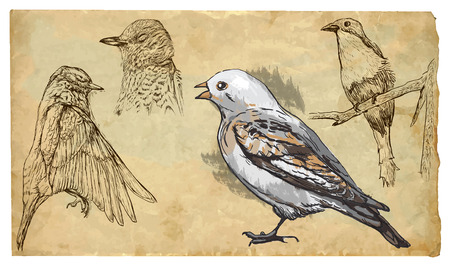 SONGBIRDS. Collection of an hand drawn illustrations (originals, no tracing). Drawings are editable in layers and groups. The color layers are separated.のイラスト素材