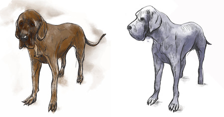 Great Dane (German Mastiff) - an hand drawn illustration (vector). Drawing comprises of three layers of lines plus colored layer, isolated on white.のイラスト素材
