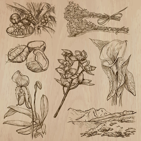 Flowers Trees Plants Collection Of An Hand Drawn Vector Illustrations Line Art Vectors Pack No 8