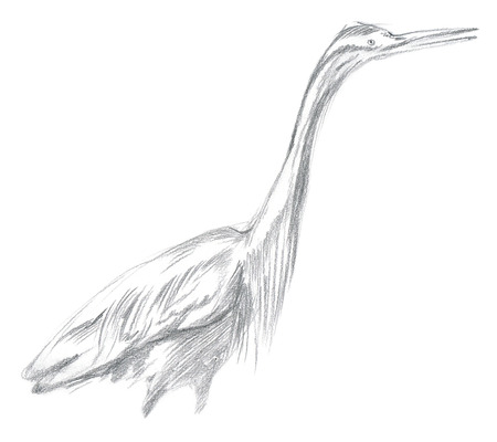 An hand drawn illustration, pencil technique. Bird, Heronの写真素材