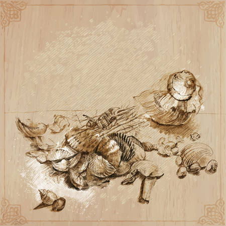 An hand drawn vector - shellsのイラスト素材