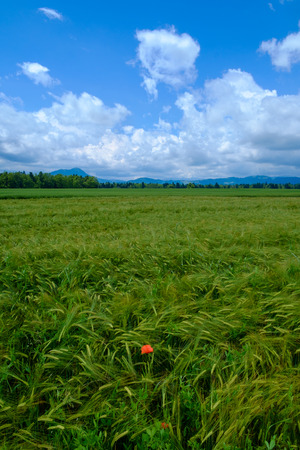Wild poppy flowers in wheat field, gorenjska, slovenia.の写真素材