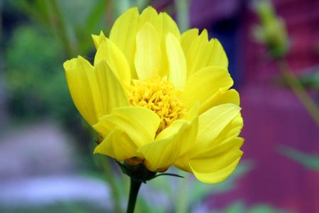 Yellow flowerの写真素材